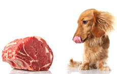 Hundefutter und Katzenfutter