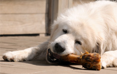 katzen fressen und hunde fressen